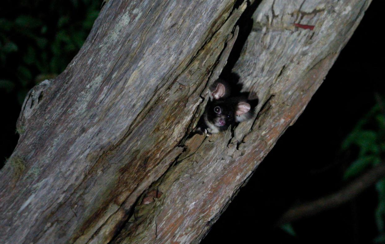 <span>Endangered greater glider poking out of a den tree, seen during a night-spotting exercise.</span><span>Photograph: Dean Sewell/Oculi Photos/The Guardian</span>