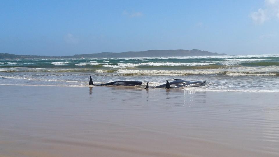 Believed to be pilot whales, some have already died, seen here stuck in the sand. 