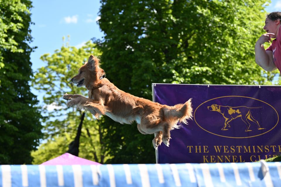 A dog performs during The 147th Annual Westminster Kennel Club Dog Show Presented by Purina Pro Plan - Canine Celebration Day at Arthur Ashe Stadium on May 06, 2023 in New York City. (Photo by Bryan Bedder/Getty Images)