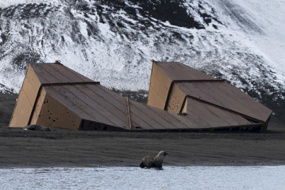 A seal walks on the shore next to a rusting remnant of the whaling industry on Deception Island close to the Antarctic Peninsula on March 16, 2023. While the end of commercial whaling has allowed populations to rebound, a new study by the University of California, Santa Cruz found that pregnancy rates among humpback whales in Antarctica have been falling sharply — possibly due to a lack of krill, their main prey. Chinstrap penguins and fur seals face similar stresses. (AP Photo/David Keyton)