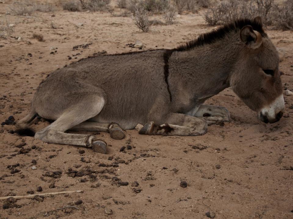 The last remaining donkey lies, close to starvation underneath a tree