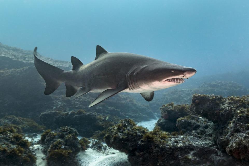 Sand tiger shark