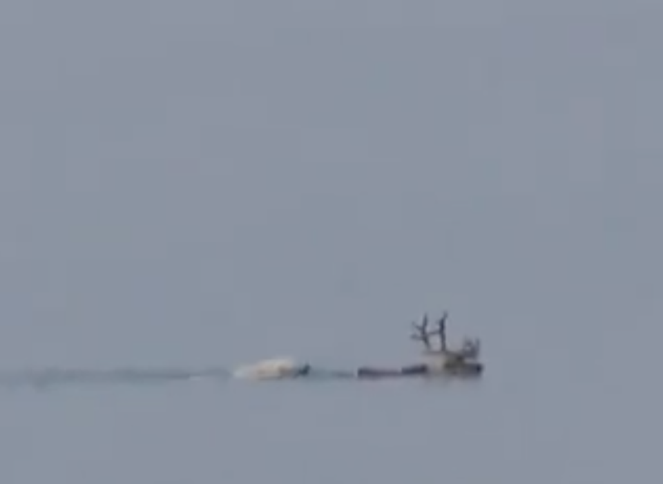 Polar bear seen on camera drowning a reindeer for the first time as the climate crisis impacts their natural habitat and feeding patterns (ArcticToday)