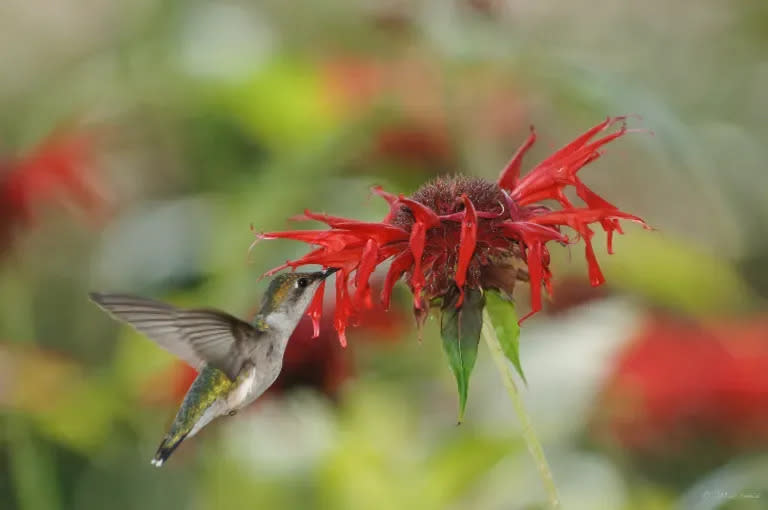 Scarlett beebalm is a favorite of hummingbirds.