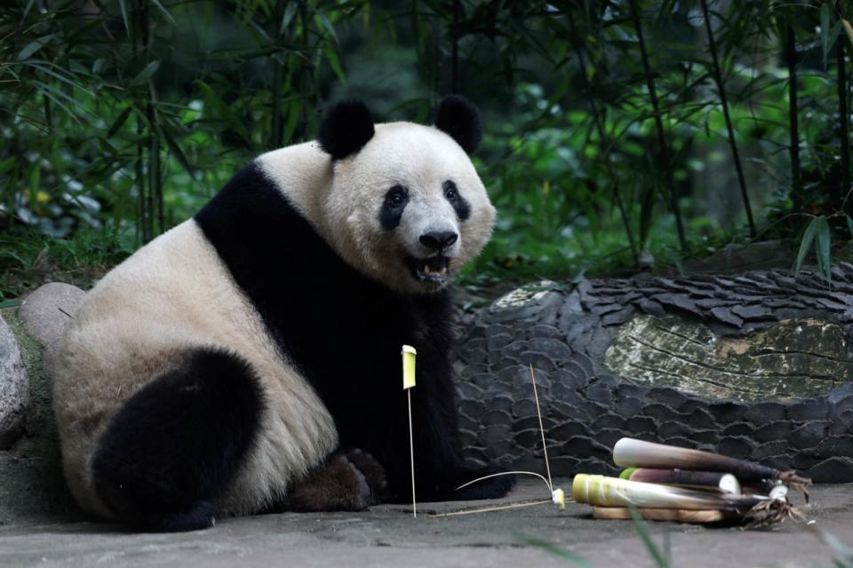 去年從日本上野動物園回到中國的大貓熊「香香」，12日在四川「中國大熊貓保護研究中心雅安碧峰峽基地」慶祝7歲生日。路透社