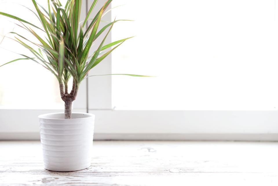 Dracanea plant in front of a sunlit window.