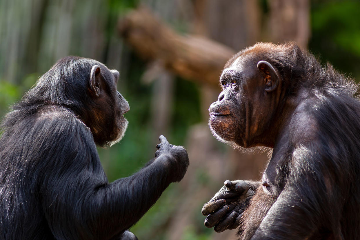 Two chimpanzees meeting with each other apparently having a discussion using hand gestures Getty Images/curioustiger