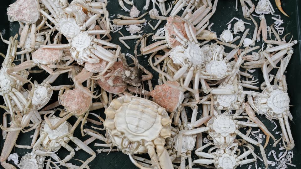 Billions of crabs have disappeared around Alaska, and scientists have evidence it will happen again

 – Science News (Trending Perfect)