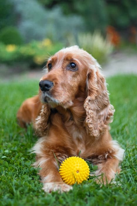 cocker-spaniel