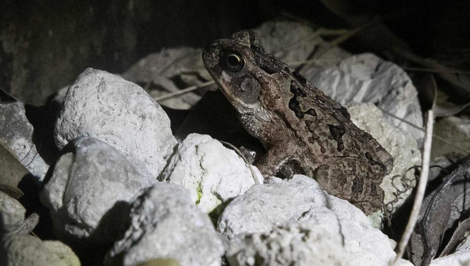 A juvenile bufo/cane toad sits in Sarah Hulke-Ehorn’s south Fort Myers yard Thursday, July 13, 2017. She tried to capture the exotic poisonous frog but it got it away.