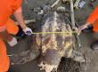 「世界最大海龜」—革龜（圖片來源／海巡署）
