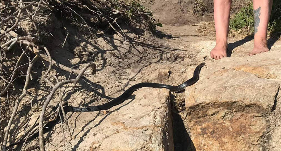 Kathleen knew exactly what to do as the snake emerged from the bushes and came towards her. Source: Facebook