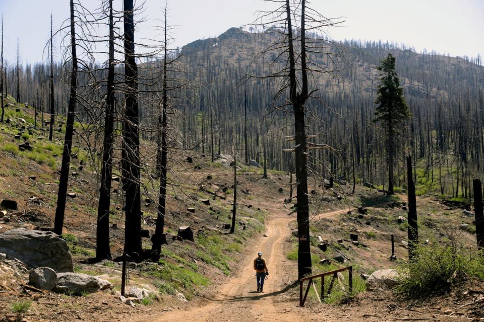 A person walks down a dirt road in a burned forest.