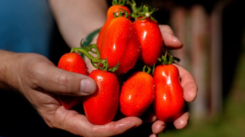 Hands holding San Marzano tomatoes 