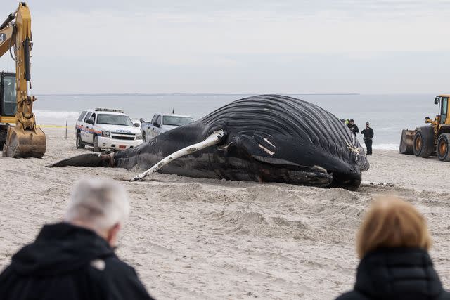 JUSTIN LANE/EPA-EFE/Shutterstock Beached Whale on Long Island