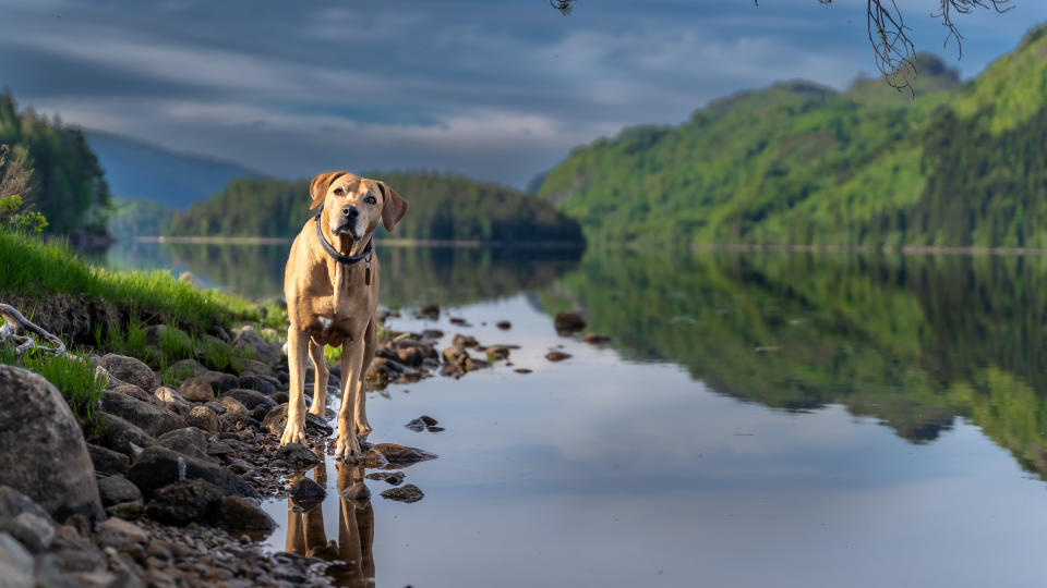 animal category dogs from CEWE Photo Award 2023