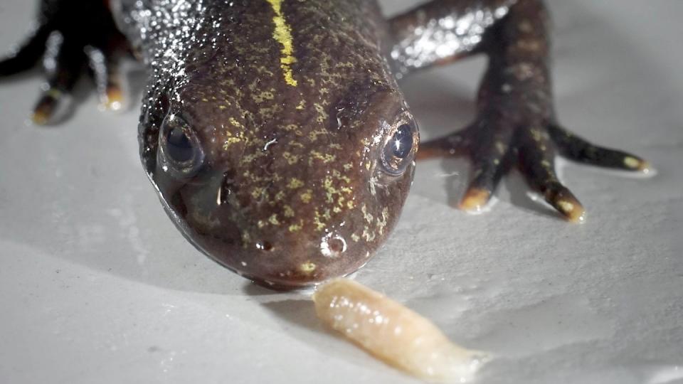 Ein Alpen-Kammmolch (Triturus carnifex) am Institut für Zoologie und Evolutionsforschung der Universität Jena. Foto: Jan-Peter Kasper/FSU