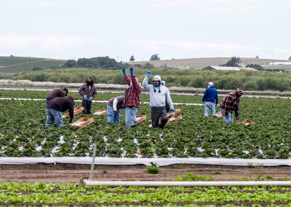 Farmworkers wave to the campesino appreciation caravan  in Watsonville, Calif. (Courtesy Gabriel Jesse Medina)