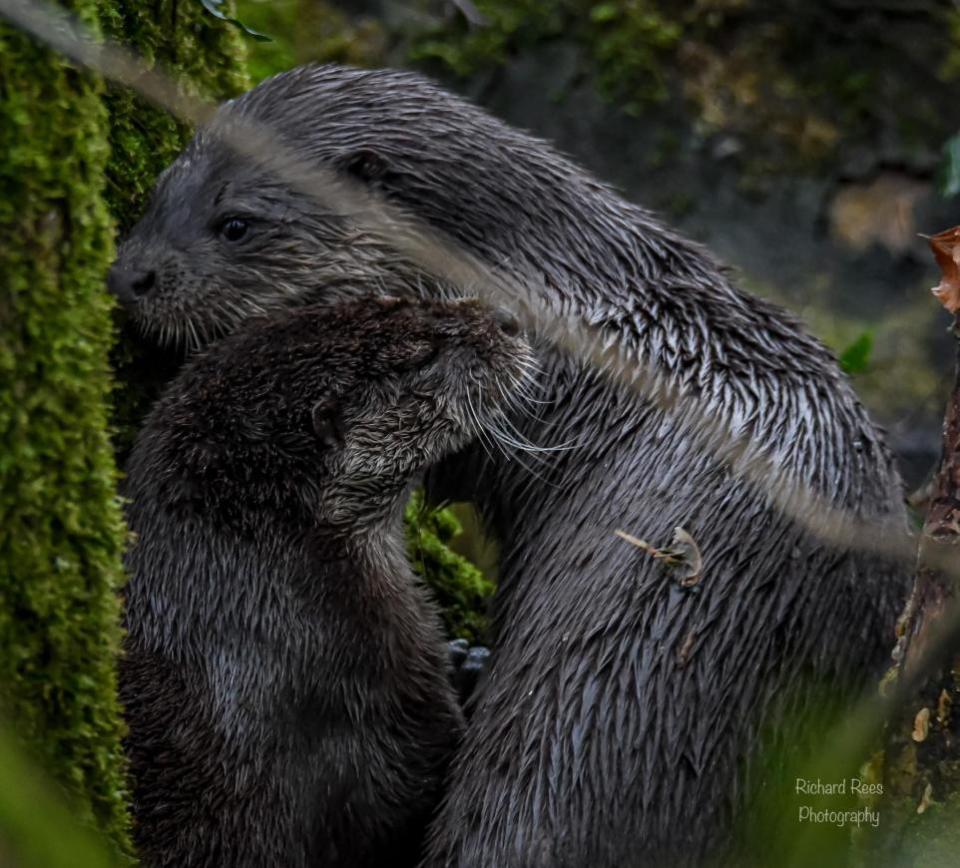 Western Telegraph: Otters.