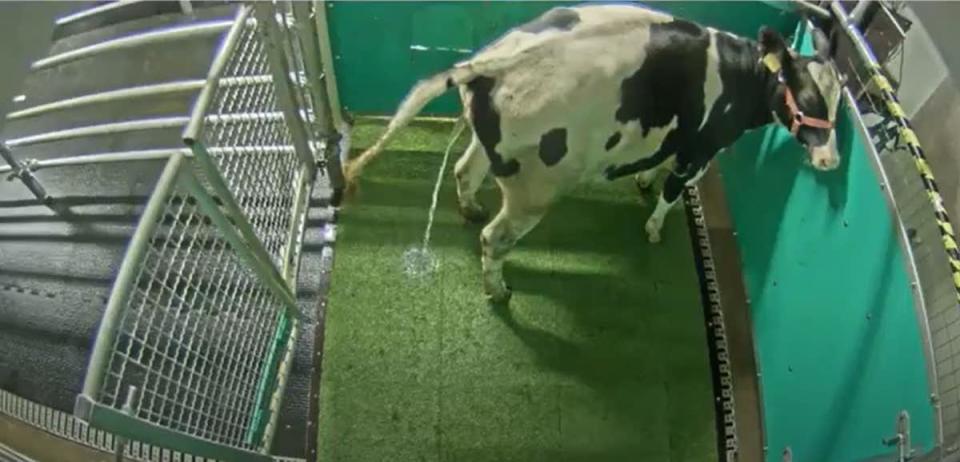 The cow urine could be ‘captured’ in the latrine pen. Source: Provided