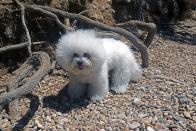 <p>Also part of the Bichon family, the Bolognese takes it name from the Italian city of Bologna, where the breed first gained popularity.</p><p> With a distinctive, almost crinkly instead of curly coat, it can be reserved with strangers but once it gets to know you, is a friendly and affable pup.</p>
