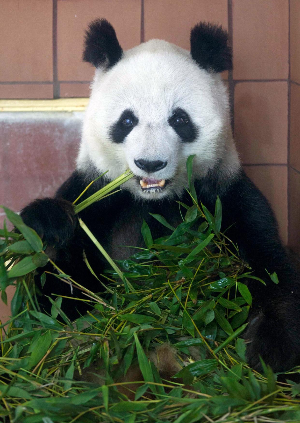 Giant panda Shuan Shuan eats bamboo in her inclosure at the Chapultepec Zoo in Mexico City, Thursday, July 5, 2012. Shuan Shuan is the aunt of giant panda Xin Xin, who was selected to be be artificially inseminated next year in hopes of adding to the zoo's panda family, Mexico City Environment Secretary Martha Delgado announced Thursday.