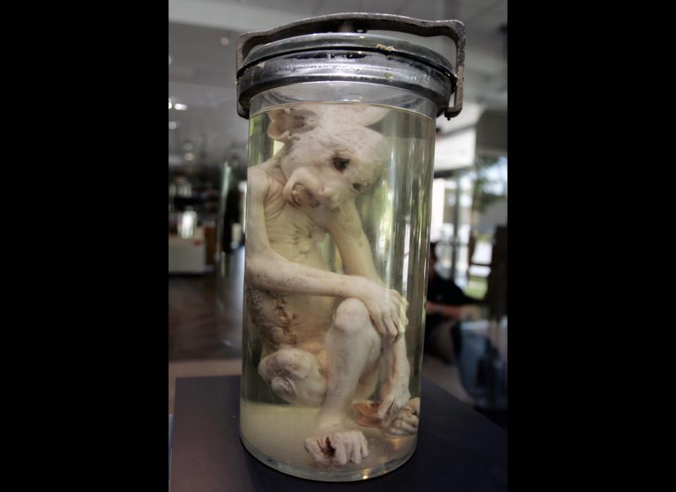 A preserved monkey is shown on display in the lobby of the Georgia Bureau of Investigation Crime Lab Thursday July 24, 2008. in Decatur, Ga. The shaved monkey was part of a 1953 UFO hoax in rural Cobb County. (AP Photo/John Bazemore)