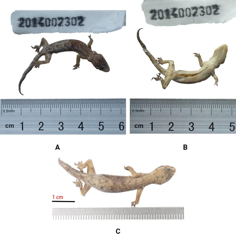 Several preserved Hemiphyllodactylus gengmaensis, or Gengma slender geckos.