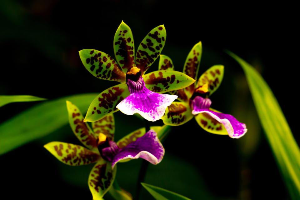 Zygo Orchids<p>iStock</p>