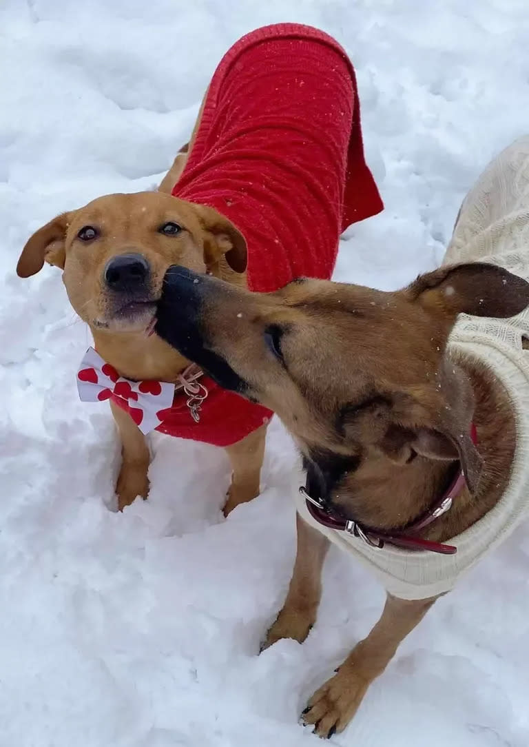 Para evitar ideas preconcebidas sobre las razas, también se estudiaron perros mestizos