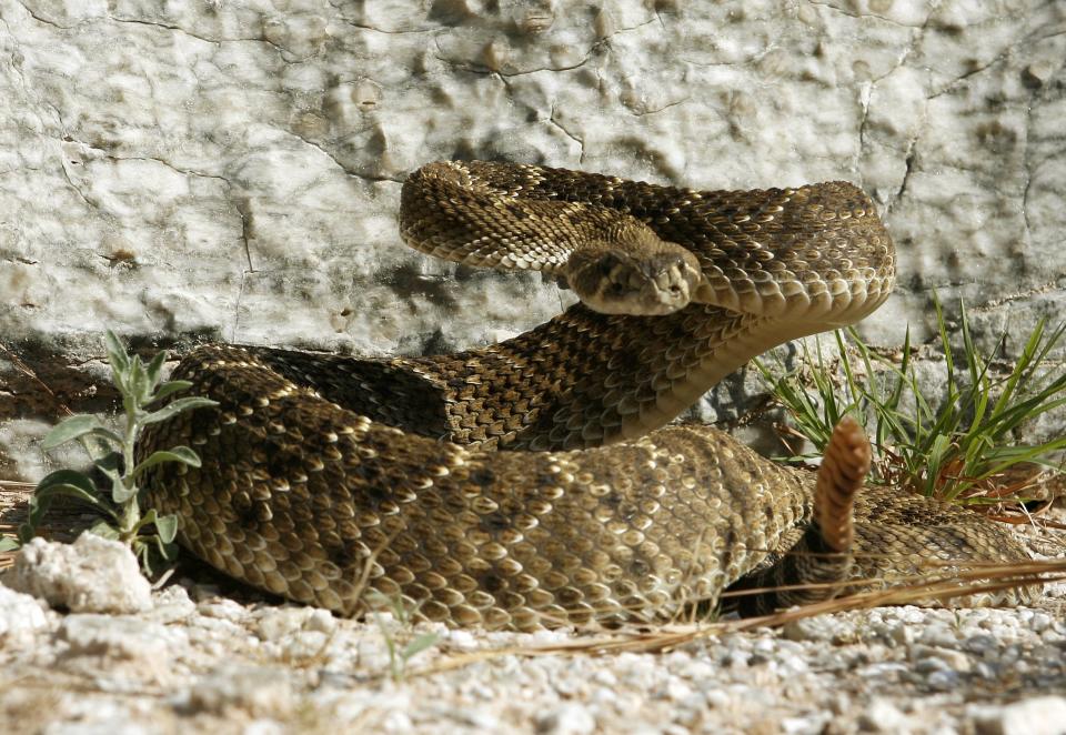 A snake is pictured at the 2006 Okeene Rattlesnake Roundup in Okeene.