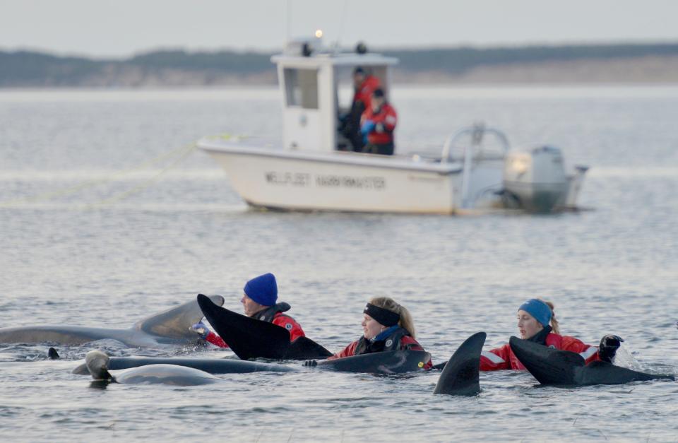 International Fund for Animal Welfare marine mammal rescuers Kirt Moore, Olivia Guerra and Kira Kasper, left to right, stay with the pilot whales as they are refloated in the high tide on Tuesday near Sunken Meadow Beach in Eastham.