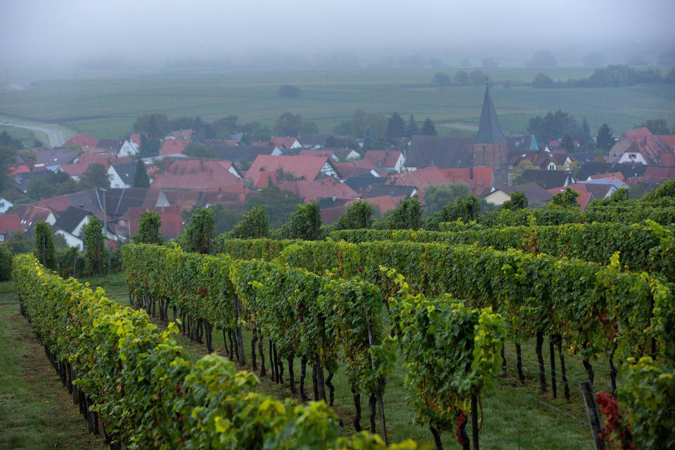 Pinot noir&nbsp;grape vines grow on the Weingut Friedrich Becker Estate as fog shrouds the landscape&nbsp;beyond in Schweigen, Germany, on Oct. 4, 2016.