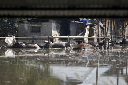 Dead cows are seen in a flooded area in Srinagar September 15, 2014. REUTERS/Danish Ismail