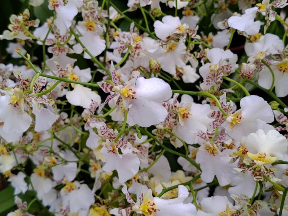 少見的白色的白雪品種文心蘭。（北市公園處提供）