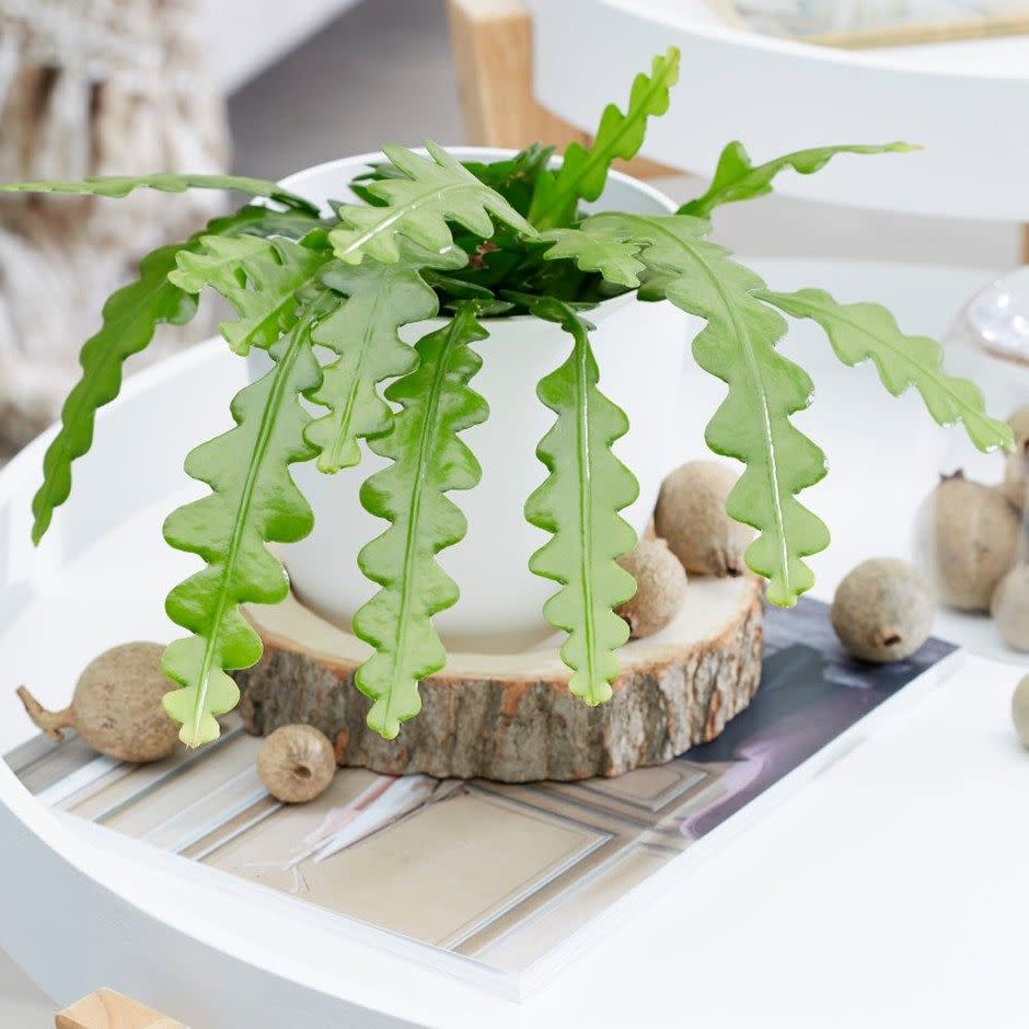 <p>One of the most popular plants for 2021, the Fishbone Cactus is both unique and intriguing. Originating from the rainforest of Mexico, this plant is famous for its long, flat stems which look like fishbones. Best of all, it's easy to care for and very low maintenance. </p><p><a class="link " href="https://go.redirectingat.com?id=127X1599956&url=https%3A%2F%2Fwww.crocus.co.uk%2Fplants%2F_%2Fepiphyllum-anguliger%2Fclassid.2000034466%2F%23prettyPhoto&sref=https%3A%2F%2Fwww.housebeautiful.com%2Fuk%2Fgarden%2Fplants%2Fg34571764%2Ftrending-houseplants%2F" rel="nofollow noopener" target="_blank" data-ylk="slk:BUY NOW VIA CROCUS;elm:context_link;itc:0;sec:content-canvas">BUY NOW VIA CROCUS</a></p>