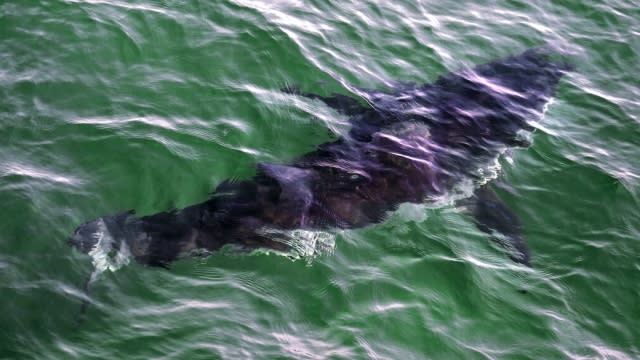 A great white shark swims past a boat.