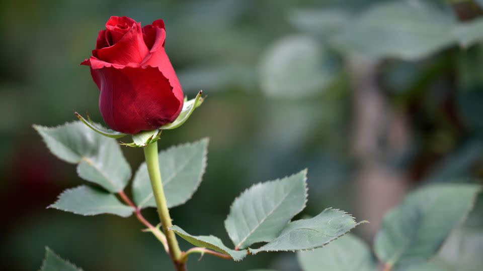 Roses do not have thorns, but rather thorns that form on the bark of the plant.  - Guillermo Legaria/Getty Images