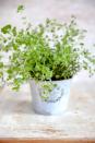 <p>Thyme likes hot, dry conditions and soil that isn’t too rich. It’s incredibly easy to grow in full sun (it even tolerates some shade), and most varieties spread quickly. </p><p><strong>How to use:</strong> Thyme’s antimicrobial activity may help relieve coughs and cold symptoms. Make a tea by pouring a cup of boiling water over a tablespoon of fresh leaves, and steep for 10 minutes. Drink several times a day. It's lovely in sauces and chicken dishes. </p><p><a class="link " href="https://www.amazon.com/Sow-Right-Seeds-Planting-Instructions/dp/B07H7SCFX8/ref=sr_1_5?dchild=1&keywords=thyme+seeds&qid=1610464512&sr=8-5&tag=syn-yahoo-20&ascsubtag=%5Bartid%7C10050.g.29804807%5Bsrc%7Cyahoo-us" rel="nofollow noopener" target="_blank" data-ylk="slk:SHOP THYME;elm:context_link;itc:0;sec:content-canvas">SHOP THYME</a></p>