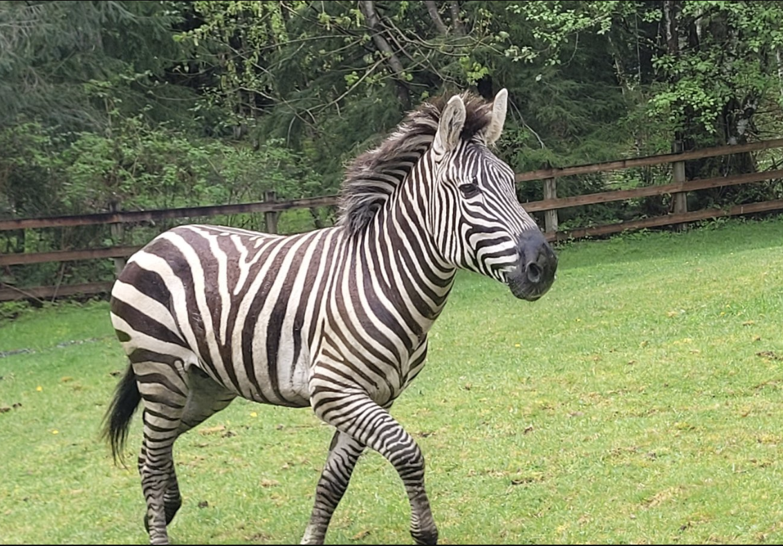 Four zebras suddenly escaped a trailer on April 28 when the driver of the vehicle had to pull over to make an adjustment. This zebra is one of three that was rescued the same day.  / Credit: @wspd2pio via X