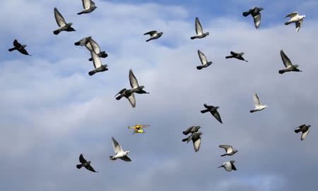 A flock of pigeons flies with a prototype "parcelcopter" of German postal and logistics group Deutsche Post DHL in Bonn, in this December 9, 2013 file photo. REUTERS/Wolfgang Rattay/Files