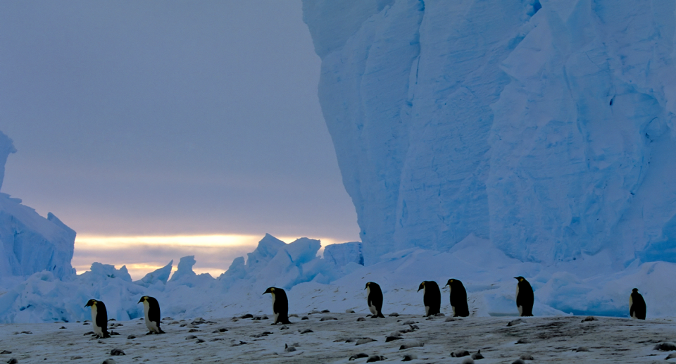 Adult emperor penguins and dead chicks in Antarctica.