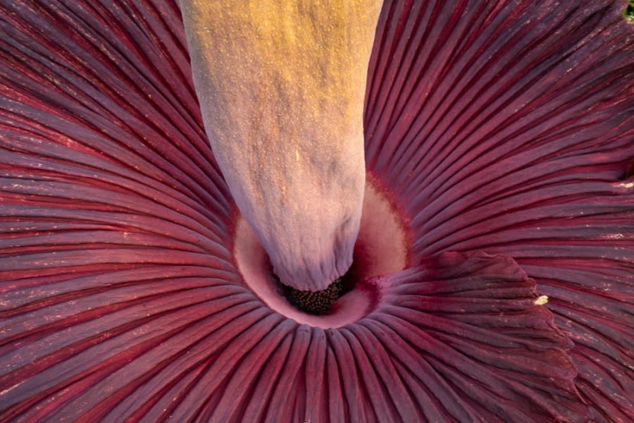 Colorado State University’s Corpse Flower named Cosmo bloomed for the first time early on May 26, emitting an odor that has been described with words like putrid and pungent and compared to that of decaying flesh. (John Eisele, Colorado State University photography)