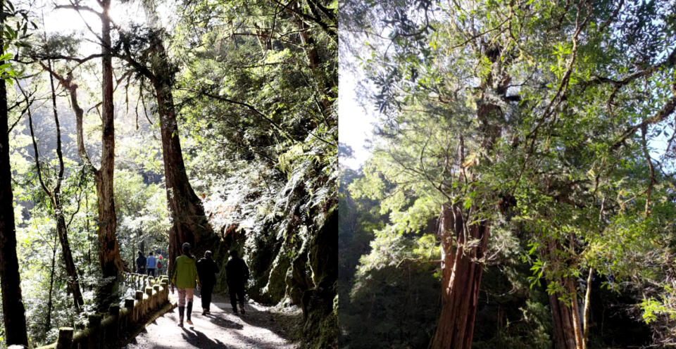 原「拉拉山巨木區」保留了原始林相，改建成「拉拉山國家森林遊樂區」，將在4月18日以全新的面貌和民眾見面。（圖片來源：臉書專頁 拉拉山國家森林遊樂區）