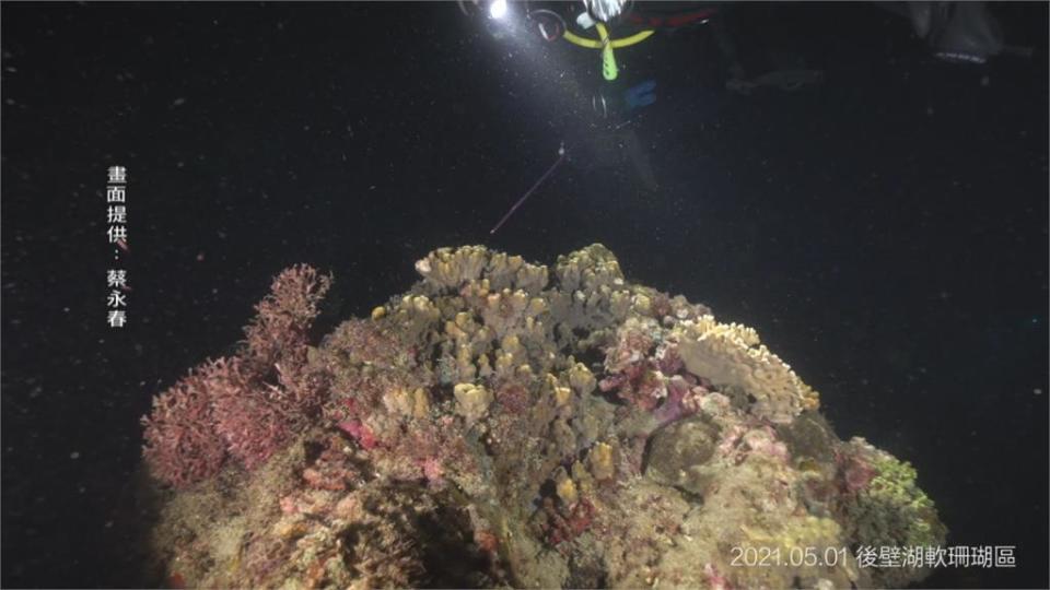 夢幻! 墾丁珊瑚大爆發　產卵如海底滿天星