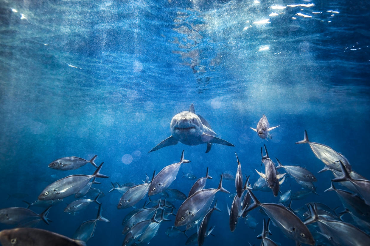Great White Shark swimming beneath the surface with sun rays and school of fish in foreground