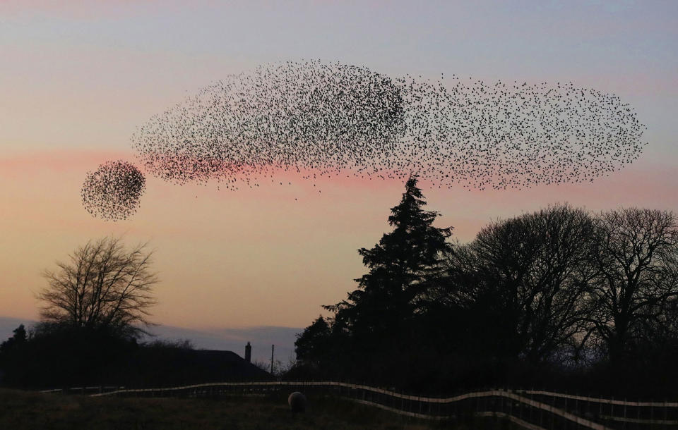 Starlings in Scotland