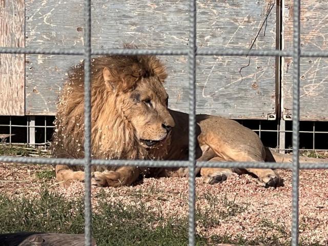 Circus lion captured after hours on the loose near Rome