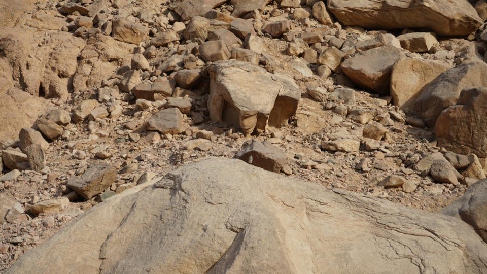 Oenanthe melanura bird on a rock.