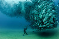 PIC BY OCTAVIO ABURTO / CATERS NEWS - (PICTURED The school of fish gather in front of diver David Castro with his camera) - Smile - its the school photo! This is the hilarious moment a marine photographer managed to capture hundreds of wide-eyed fish apparently posing for a picture. Californian photographer and conservationist Octavio Aburto had spent years photographing the school in Cabo Pulmo National Park, Mexico - and had been trying to capture this exact shot for three years. The Bigeye travellies fish gather in their thousands in the oceans during courtship.